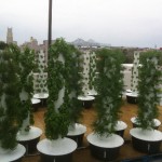 Sustainable Aeroponic Rooftop Garden Created Above Downtown Rouses