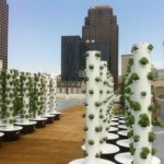 Built by A.M.P.S, Rousesâ aeroponic urban farm, Roots on the Rooftop provides fresh herbs for their chefs and customers.